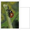 Coccinella septempunctata (sevenspotted lady beetle) - devouring aphids by Anonymous