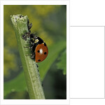 Coccinella septempunctata (sevenspotted lady beetle) - devouring aphids by Anonymous