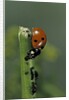 Coccinella septempunctata (sevenspotted lady beetle) - devouring aphids by Anonymous