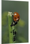 Coccinella septempunctata (sevenspotted lady beetle) - devouring aphids by Anonymous