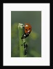 Coccinella septempunctata (sevenspotted lady beetle) - devouring aphids by Anonymous