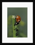 Coccinella septempunctata (sevenspotted lady beetle) - devouring aphids by Anonymous