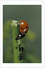 Coccinella septempunctata (sevenspotted lady beetle) - devouring aphids by Anonymous