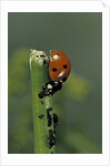 Coccinella septempunctata (sevenspotted lady beetle) - devouring aphids by Anonymous