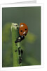 Coccinella septempunctata (sevenspotted lady beetle) - devouring aphids by Anonymous