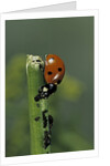 Coccinella septempunctata (sevenspotted lady beetle) - devouring aphids by Anonymous