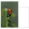 Coccinella septempunctata (sevenspotted lady beetle) - devouring aphids by Anonymous