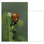 Coccinella septempunctata (sevenspotted lady beetle) - devouring aphids by Anonymous