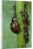 Coccinella septempunctata (sevenspotted lady beetle) - devouring aphids by Anonymous