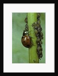 Coccinella septempunctata (sevenspotted lady beetle) - devouring aphids by Anonymous