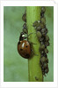 Coccinella septempunctata (sevenspotted lady beetle) - devouring aphids by Anonymous