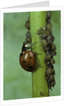Coccinella septempunctata (sevenspotted lady beetle) - devouring aphids by Anonymous