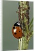 Coccinella septempunctata (sevenspotted lady beetle) - devouring aphids by Anonymous