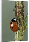 Coccinella septempunctata (sevenspotted lady beetle) - devouring aphids by Anonymous