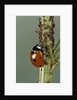 Coccinella septempunctata (sevenspotted lady beetle) - devouring aphids by Anonymous