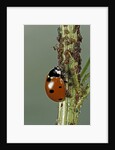 Coccinella septempunctata (sevenspotted lady beetle) - devouring aphids by Anonymous