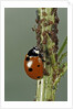 Coccinella septempunctata (sevenspotted lady beetle) - devouring aphids by Anonymous