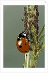 Coccinella septempunctata (sevenspotted lady beetle) - devouring aphids by Anonymous