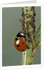 Coccinella septempunctata (sevenspotted lady beetle) - devouring aphids by Anonymous