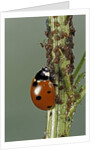 Coccinella septempunctata (sevenspotted lady beetle) - devouring aphids by Anonymous