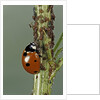 Coccinella septempunctata (sevenspotted lady beetle) - devouring aphids by Anonymous