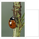 Coccinella septempunctata (sevenspotted lady beetle) - devouring aphids by Anonymous