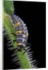 Coccinella septempunctata (sevenspotted lady beetle) - larva by Anonymous