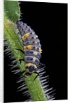 Coccinella septempunctata (sevenspotted lady beetle) - larva by Anonymous