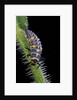 Coccinella septempunctata (sevenspotted lady beetle) - larva by Anonymous