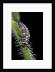 Coccinella septempunctata (sevenspotted lady beetle) - larva by Anonymous