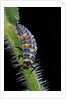 Coccinella septempunctata (sevenspotted lady beetle) - larva by Anonymous
