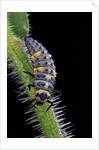 Coccinella septempunctata (sevenspotted lady beetle) - larva by Anonymous