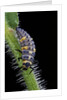 Coccinella septempunctata (sevenspotted lady beetle) - larva by Anonymous