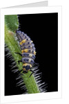 Coccinella septempunctata (sevenspotted lady beetle) - larva by Anonymous