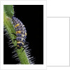 Coccinella septempunctata (sevenspotted lady beetle) - larva by Anonymous