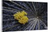 Coccinella septempunctata (sevenspotted lady beetle) - eggs by Anonymous