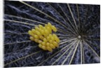 Coccinella septempunctata (sevenspotted lady beetle) - eggs by Anonymous