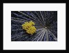 Coccinella septempunctata (sevenspotted lady beetle) - eggs by Anonymous