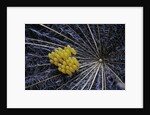 Coccinella septempunctata (sevenspotted lady beetle) - eggs by Anonymous