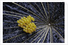 Coccinella septempunctata (sevenspotted lady beetle) - eggs by Anonymous
