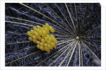 Coccinella septempunctata (sevenspotted lady beetle) - eggs by Anonymous