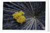 Coccinella septempunctata (sevenspotted lady beetle) - eggs by Anonymous