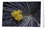 Coccinella septempunctata (sevenspotted lady beetle) - eggs by Anonymous