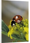 Coccinella septempunctata (sevenspotted lady beetle) by Anonymous