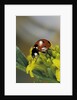 Coccinella septempunctata (sevenspotted lady beetle) by Anonymous