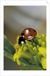 Coccinella septempunctata (sevenspotted lady beetle) by Anonymous