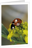 Coccinella septempunctata (sevenspotted lady beetle) by Anonymous