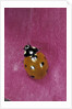 Coccinella septempunctata (sevenspotted lady beetle) by Anonymous