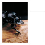 Copris lunaris (horned dung beetle) by Anonymous