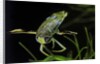 Corixa sp. (water boatman) by Anonymous